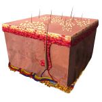 Auf dem Kopf des Neugeborenen bilden sich gelblich-weisse Fettschuppen