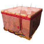 Durch Auftragen von BabyBene Gel auf die trockene Kopfhaut werden die verhärteten Schuppen gelöst